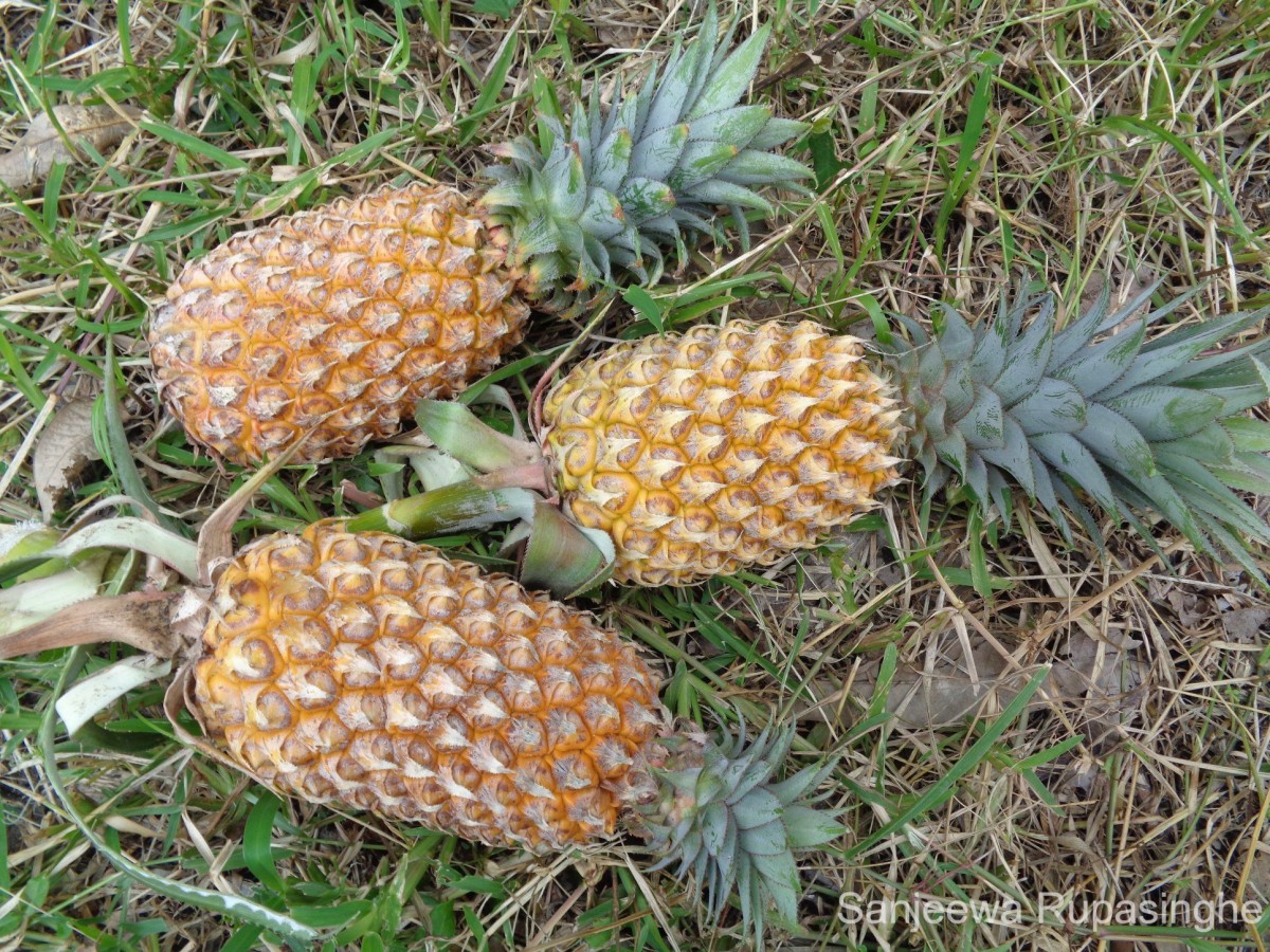 Ananas comosus (L.) Merr.